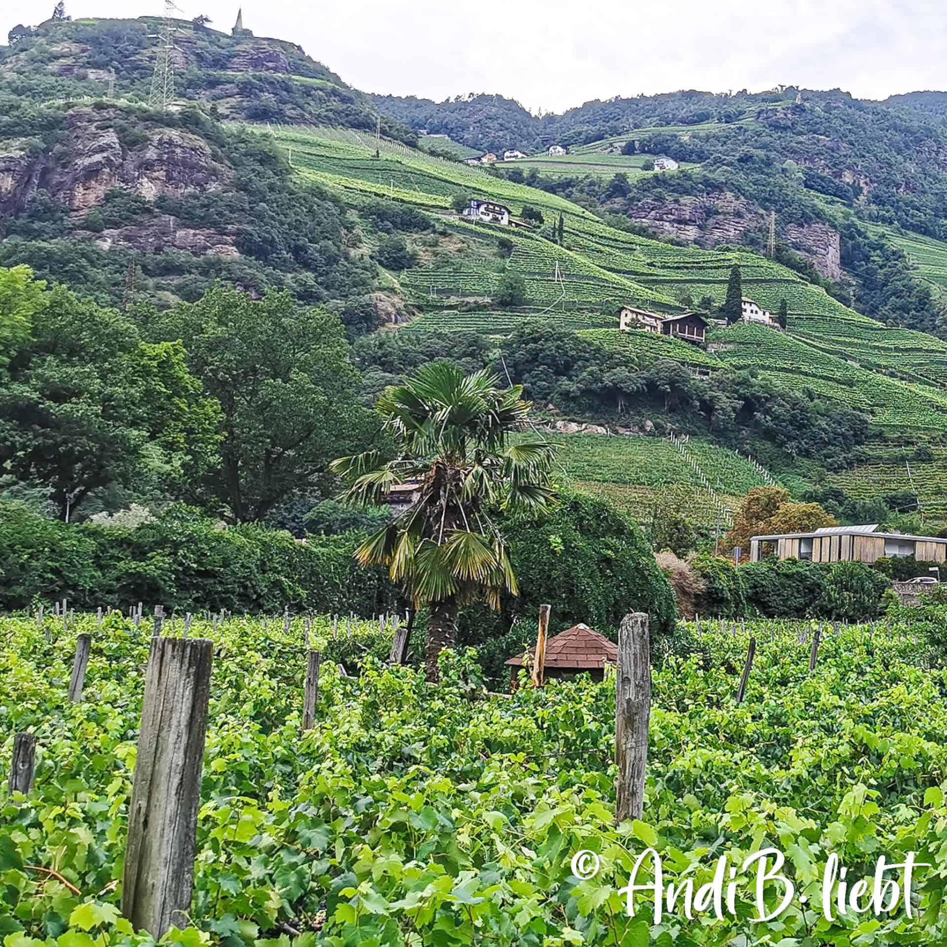 Weinempfehlung Rottensteiner Südtirol Cabernet
