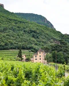 Weißburgunder Südtirol Mineralisch Eich Kornell Weingut AndiBliebt -1-8
